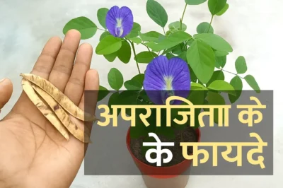 अपराजिता के पत्तों के फायदे और गुण जानें पूरी जानकारी